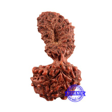 Load image into Gallery viewer, 21 Mukhi Indonesian Gaurishankar Rudraksha - Bead No. 121