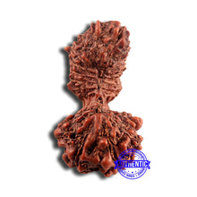 Load image into Gallery viewer, 21 Mukhi Indonesian Gaurishankar Rudraksha - Bead No. 121