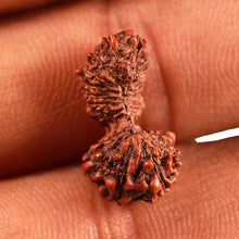 Load image into Gallery viewer, 21 Mukhi Indonesian Gaurishankar Rudraksha - Bead No. 121