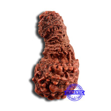 Load image into Gallery viewer, 21 Mukhi Indonesian Gaurishankar Rudraksha - Bead No. 121