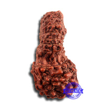 Load image into Gallery viewer, 21 Mukhi Indonesian Gaurishankar Rudraksha - Bead No. 121