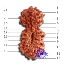 Load image into Gallery viewer, 21 Mukhi Indonesian Gaurishankar Rudraksha - Bead No. 123