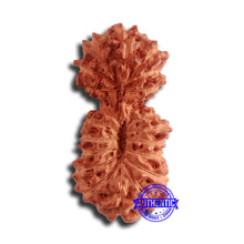 Load image into Gallery viewer, 21 Mukhi Indonesian Gaurishankar Rudraksha - Bead No. 123