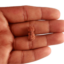 Load image into Gallery viewer, 21 Mukhi Indonesian Gaurishankar Rudraksha - Bead No. 123