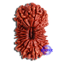 Load image into Gallery viewer, 21 Mukhi Nepalese Rudraksha - Bead No. 2
