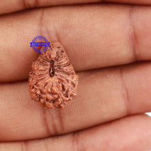 Load image into Gallery viewer, 22 Mukhi Rudraksha from Indonesia - Bead No N