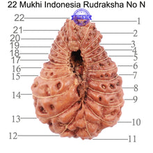 Load image into Gallery viewer, 22 Mukhi Rudraksha from Indonesia - Bead No N