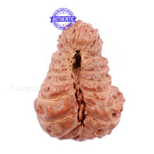 Load image into Gallery viewer, 22 Mukhi Rudraksha from Indonesia - Bead No P
