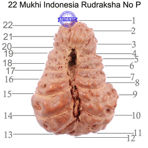 22 Mukhi Rudraksha from Indonesia - Bead No P