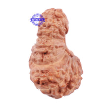 Load image into Gallery viewer, 22 Mukhi Rudraksha from Indonesia - Bead No P