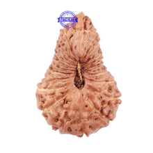 Load image into Gallery viewer, 22 Mukhi Rudraksha from Indonesia - Bead No Q