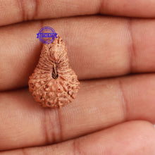 Load image into Gallery viewer, 22 Mukhi Rudraksha from Indonesia - Bead No Q