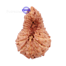 Load image into Gallery viewer, 22 Mukhi Rudraksha from Indonesia - Bead No Q