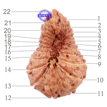 Load image into Gallery viewer, 22 Mukhi Rudraksha from Indonesia - Bead No Q