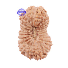 Load image into Gallery viewer, 22 Mukhi Rudraksha from Indonesia - Bead No. J