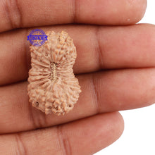 Load image into Gallery viewer, 22 Mukhi Rudraksha from Indonesia - Bead No. J