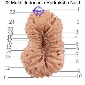 22 Mukhi Rudraksha from Indonesia - Bead No. J