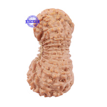 Load image into Gallery viewer, 22 Mukhi Rudraksha from Indonesia - Bead No. J