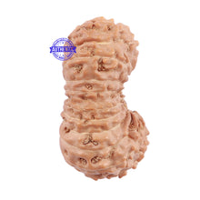 Load image into Gallery viewer, 22 Mukhi Rudraksha from Indonesia - Bead No. J