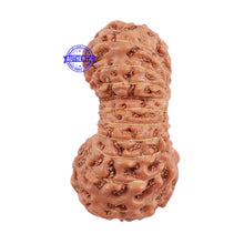 Load image into Gallery viewer, 22 Mukhi Rudraksha from Indonesia - Bead No L

