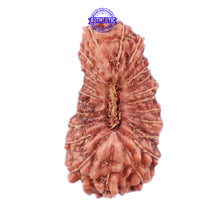 Load image into Gallery viewer, 22 Mukhi Rudraksha from Indonesia - Bead No R