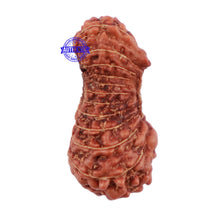 Load image into Gallery viewer, 22 Mukhi Rudraksha from Indonesia - Bead No R