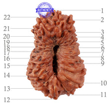 Load image into Gallery viewer, 22 Mukhi Rudraksha from Indonesia - Bead No S