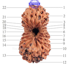 Load image into Gallery viewer, 22 Mukhi Rudraksha from Indonesia
