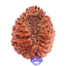 Load image into Gallery viewer, 22 Mukhi Rudraksha from Indonesia - Bead No T