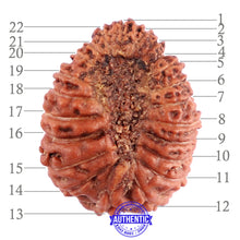 Load image into Gallery viewer, 22 Mukhi Rudraksha from Indonesia - Bead No T