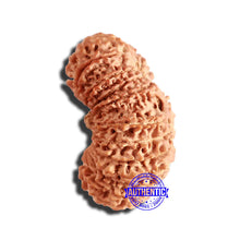 Load image into Gallery viewer, 22 Mukhi Gaurishankar Rudraksha from Nepalese - Bead No 1