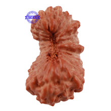 Load image into Gallery viewer, 23 Mukhi Rudraksha from Indonesia - Bead No. S