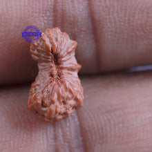 Load image into Gallery viewer, 23 Mukhi Rudraksha from Indonesia - Bead No. S