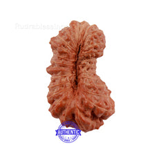 Load image into Gallery viewer, 23 Mukhi Rudraksha from Indonesia - Bead No. S
