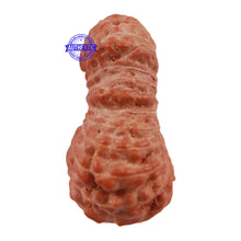 Load image into Gallery viewer, 23 Mukhi Rudraksha from Indonesia - Bead No. S