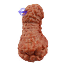 Load image into Gallery viewer, 23 Mukhi Rudraksha from Indonesia - Bead No. S