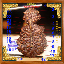 Load image into Gallery viewer, 23 Mukhi Gaurishankar Rudraksha from Indonesia