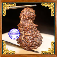 Load image into Gallery viewer, 23 Mukhi Gaurishankar Rudraksha from Indonesia