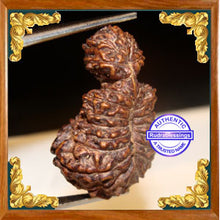 Load image into Gallery viewer, 23 Mukhi Gaurishankar Rudraksha from Indonesia