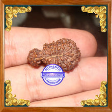Load image into Gallery viewer, 23 Mukhi Gaurishankar Rudraksha from Indonesia