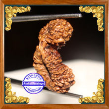 Load image into Gallery viewer, 23 Mukhi Gaurishankar Rudraksha from Indonesia