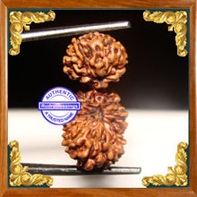 Load image into Gallery viewer, 23 Mukhi Gaurishankar Rudraksha from Indonesia