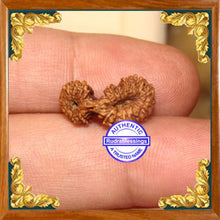 Load image into Gallery viewer, 23 Mukhi Gaurishankar Rudraksha from Indonesia