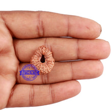 Load image into Gallery viewer, 23 Mukhi Rudraksha from Indonesia - Bead No. K