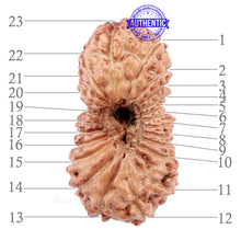 Load image into Gallery viewer, 23 Mukhi Rudraksha from Indonesia - Bead No. M