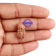 Load image into Gallery viewer, 23 Mukhi Rudraksha from Indonesia - Bead No. M