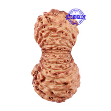 Load image into Gallery viewer, 23 Mukhi Rudraksha from Indonesia - Bead No. M
