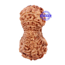 Load image into Gallery viewer, 23 Mukhi Rudraksha from Indonesia - Bead No. M
