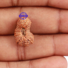 Load image into Gallery viewer, 23 Mukhi Rudraksha from Indonesia - Bead No. N
