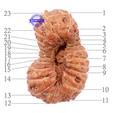 Load image into Gallery viewer, 23 Mukhi Rudraksha from Indonesia - Bead No. N